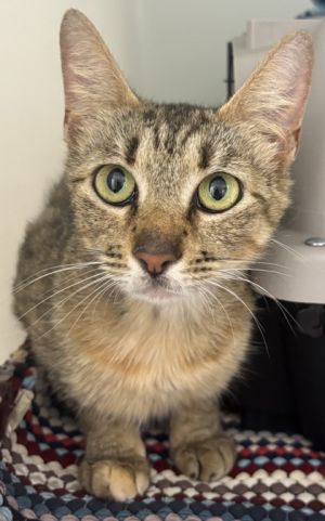Dakota 1032-25 Domestic Short Hair Cat