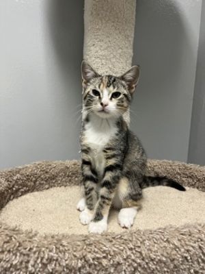 Winda 974-25 Domestic Short Hair Cat