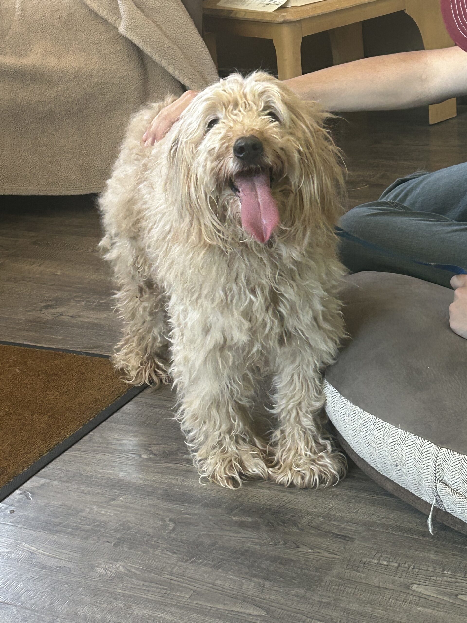 Kiska, an adoptable Miniature Poodle, Golden Retriever in Dillon, MT, 59725 | Photo Image 1