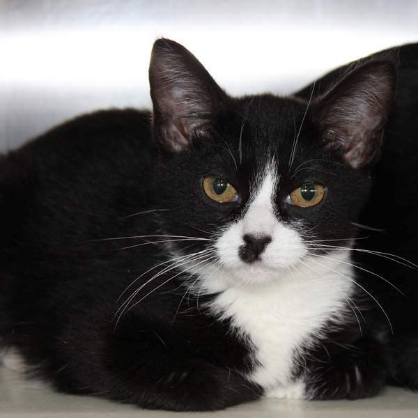 Sweetpea -- Bonded Buddy With Kiddle