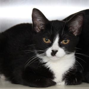 Sweetpea -- Bonded Buddy With Kiddle, Adult Female unknown