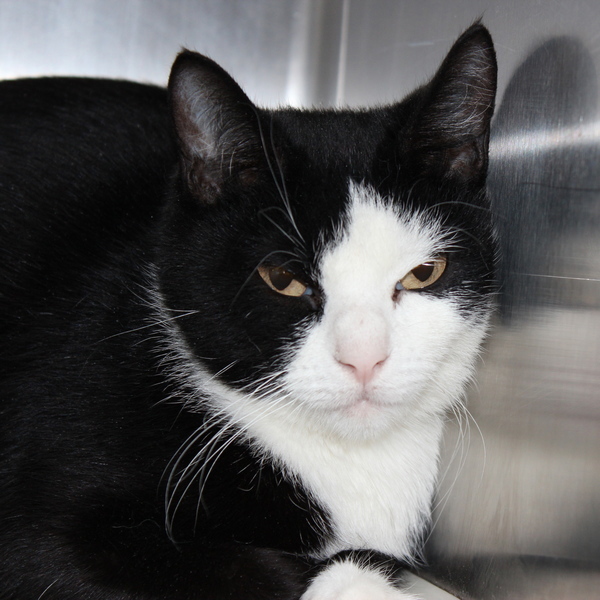 Kiddle -- Bonded Buddy With Sweatpea