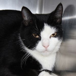 Kiddle -- Bonded Buddy With Sweatpea, Adult Female Domestic Short Hair