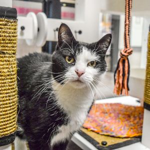 Kiddle -- Bonded Buddy With Sweatpea, Adult Female unknown