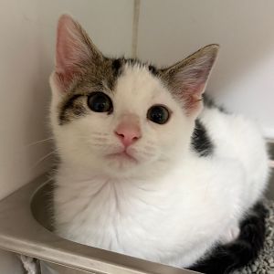 Rocky, Baby Female Domestic Short Hair