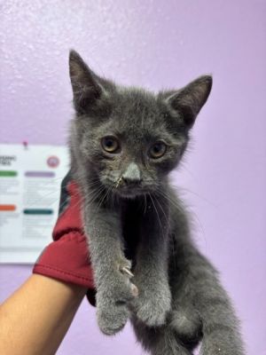 58757470, Baby Female Domestic Medium Hair
