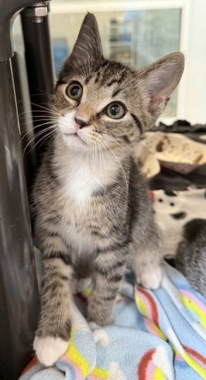 Takeo, Baby Male Domestic Short Hair