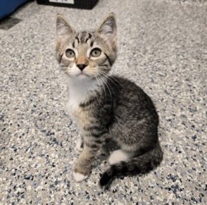 Nikolai, Baby Male Domestic Short Hair