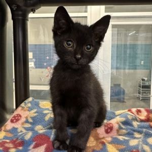 Jared, Baby Male Domestic Short Hair