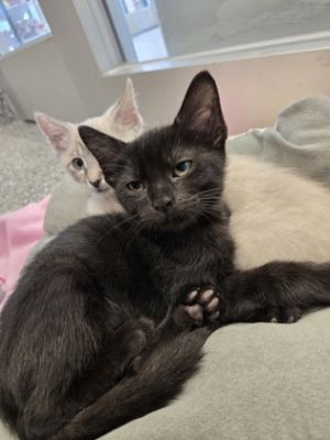 Chips, Baby Male Domestic Short Hair