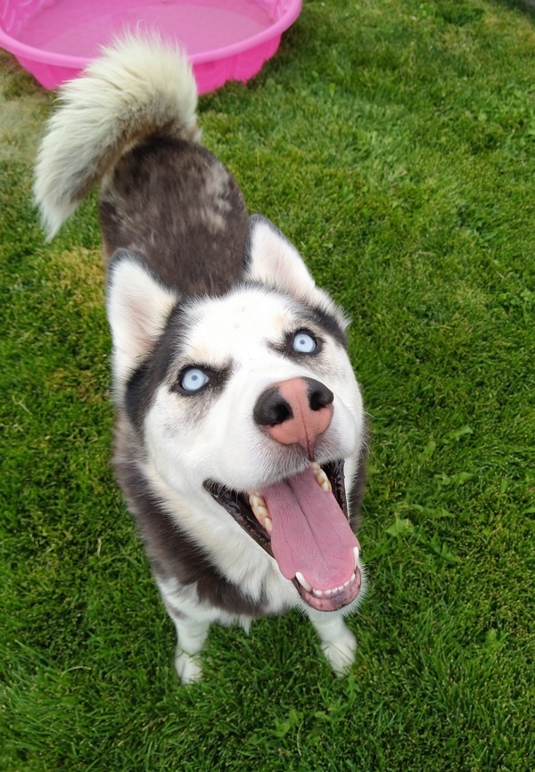 Kenai 44781, an adoptable Siberian Husky in Pocatello, ID, 83205 | Photo Image 1