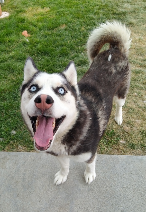 Kenai 44781, an adoptable Siberian Husky in Pocatello, ID, 83205 | Photo Image 2