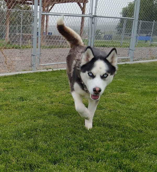 Kenai 44781, an adoptable Siberian Husky in Pocatello, ID, 83205 | Photo Image 3