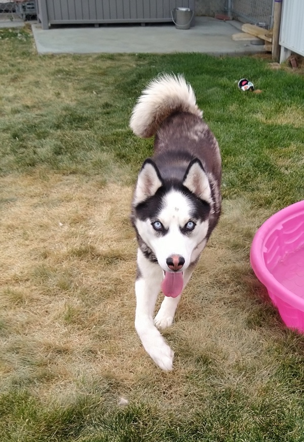 Kenai 44781, an adoptable Siberian Husky in Pocatello, ID, 83205 | Photo Image 4