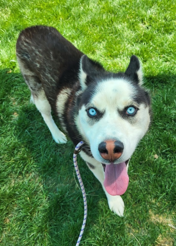 Kenai 44781, an adoptable Siberian Husky in Pocatello, ID, 83205 | Photo Image 5
