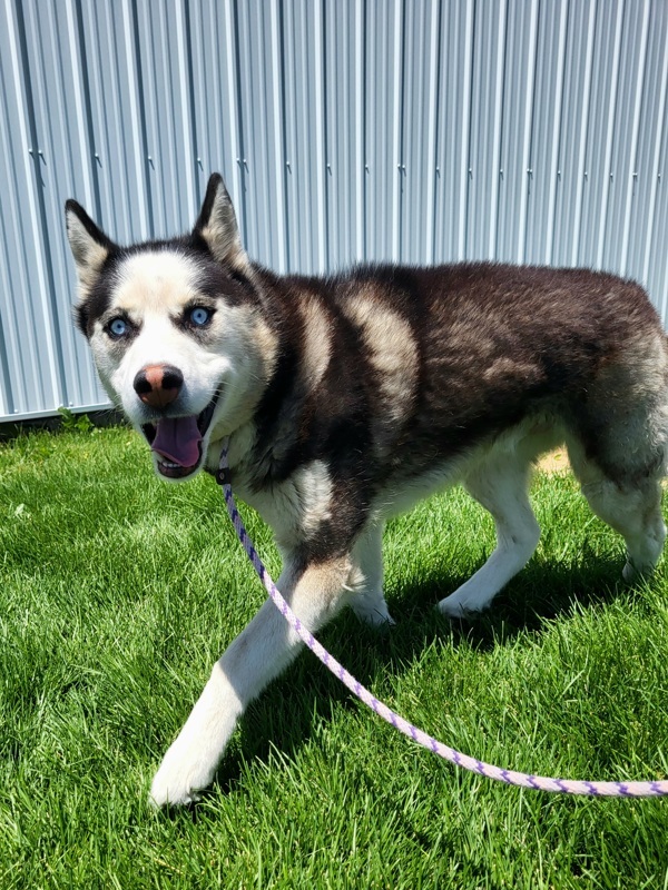 Kenai 44781, an adoptable Siberian Husky in Pocatello, ID, 83205 | Photo Image 6