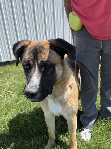 Bowser 44800, an adoptable Saint Bernard, German Shepherd Dog in Pocatello, ID, 83205 | Photo Image 1