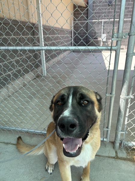 Bowser 44800, an adoptable Saint Bernard, German Shepherd Dog in Pocatello, ID, 83205 | Photo Image 2
