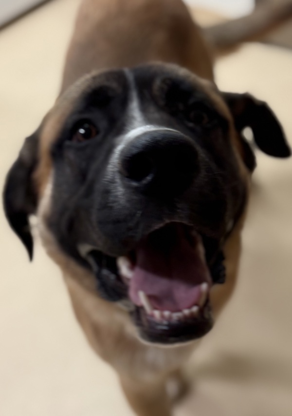 Bowser 44800, an adoptable Saint Bernard, German Shepherd Dog in Pocatello, ID, 83205 | Photo Image 3