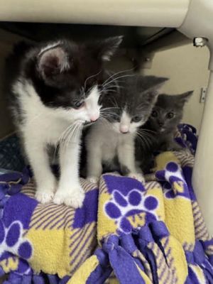 Soup, Baby Female Domestic Short Hair