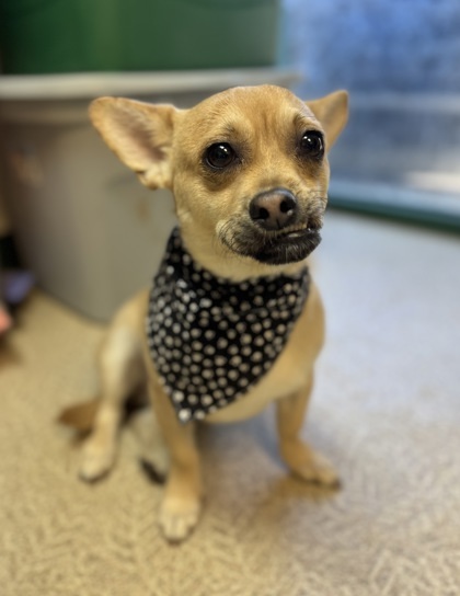 Chico