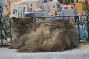 Rocky, Senior Male Himalayan