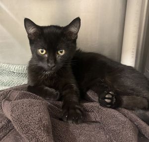 Elio, Baby Male Domestic Short Hair