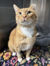 Turkey - FIV+ photo 1