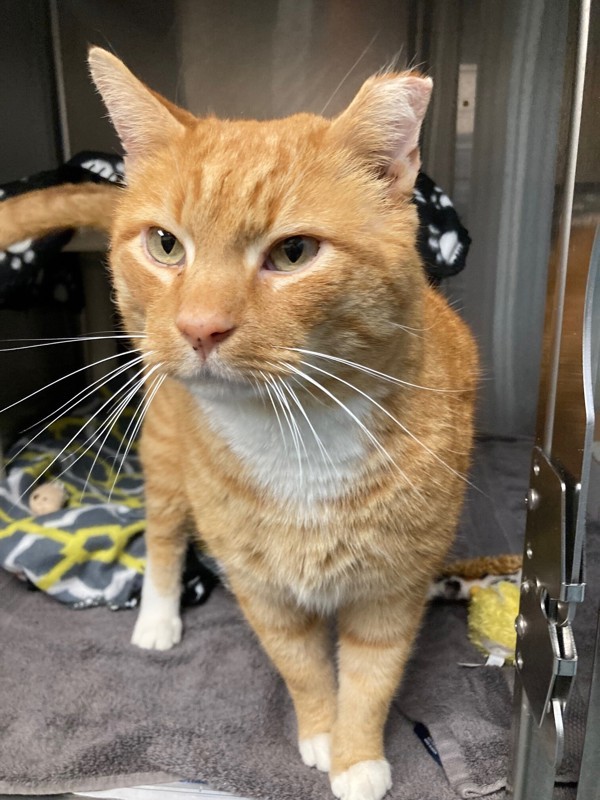 Pet Image
