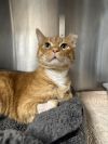 Turkey - FIV+ photo 2