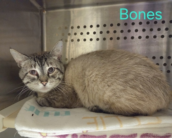 Bones