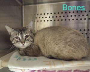 Bones, Adult Male Domestic Short Hair