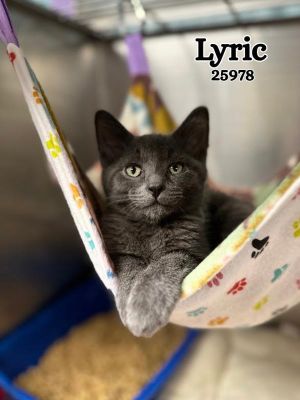 Lyric Domestic Medium Hair Cat