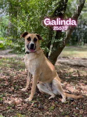 Galinda Rat Terrier Dog