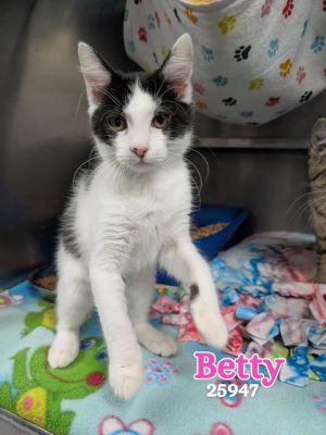Betty Domestic Medium Hair Cat