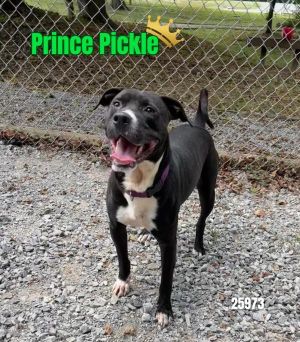 Prince Pickle Labrador Retriever Dog