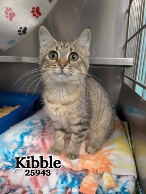 Kibble Domestic Short Hair Cat