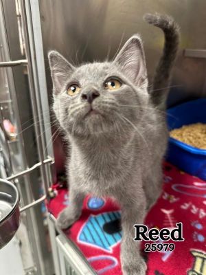 Reed Domestic Medium Hair Cat