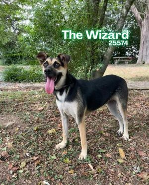 The Wizard is available for adoption now Drop by the shelter to say hello or fill out an applicatio