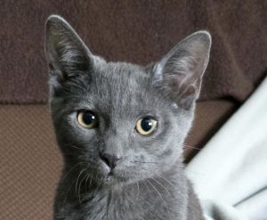 Paddleball, Baby Female Domestic Short Hair