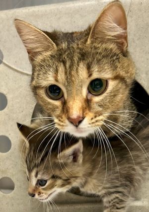 Blizzard, Young Female Domestic Short Hair