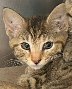 Randy, Baby Male Domestic Short Hair