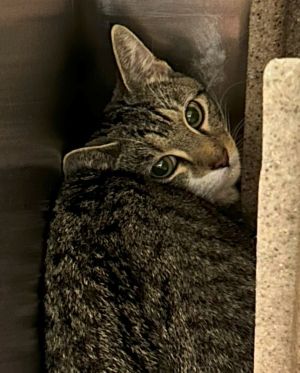 Pozole, Young Female Domestic Short Hair