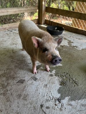 21859-Barn, Adult Female unknown