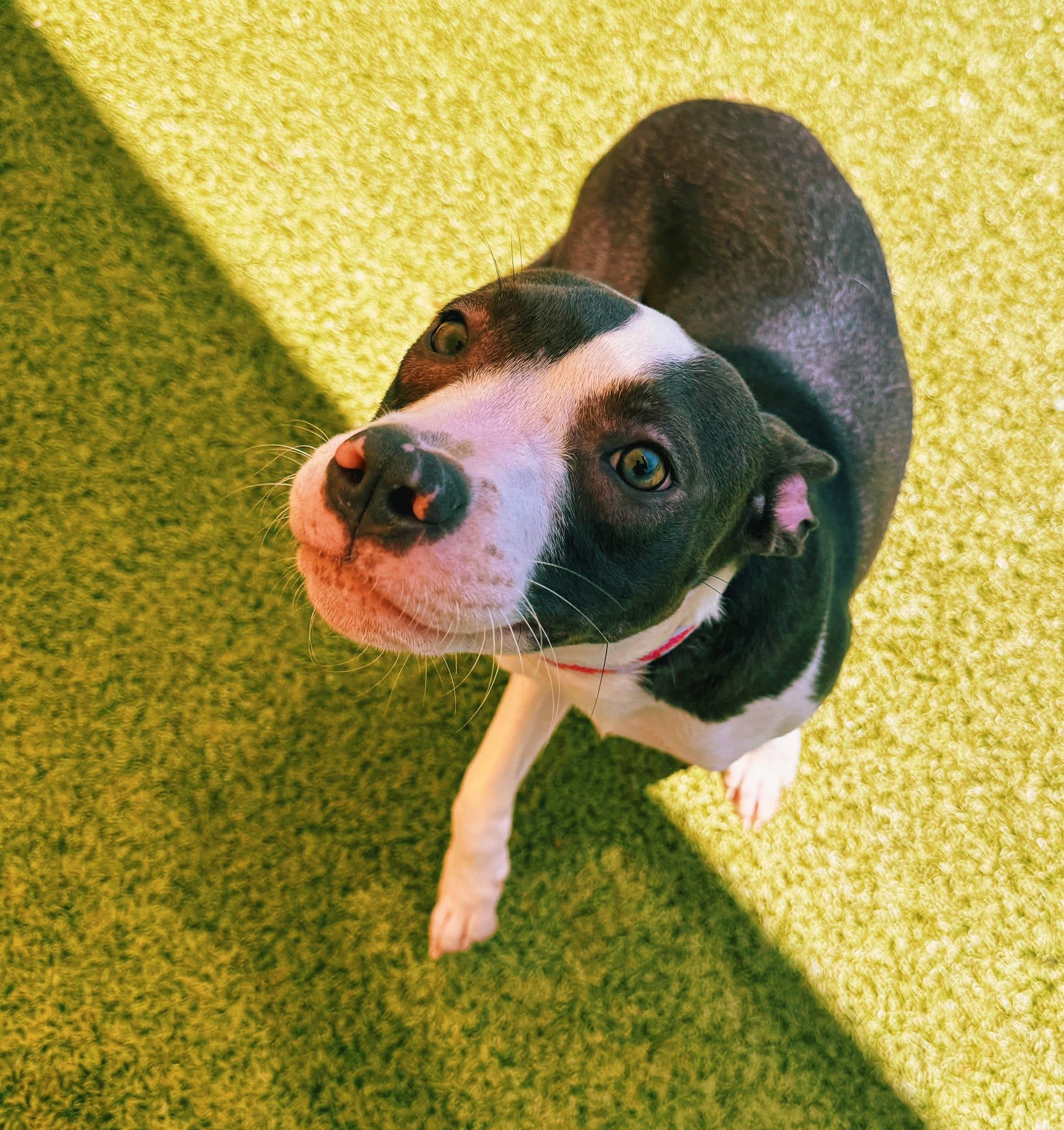 Zoe, an adoptable Catahoula Leopard Dog, Terrier in Hays, KS, 67601 | Photo Image 1