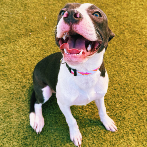 Zoe, an adoptable Catahoula Leopard Dog, Terrier in Hays, KS, 67601 | Photo Image 2