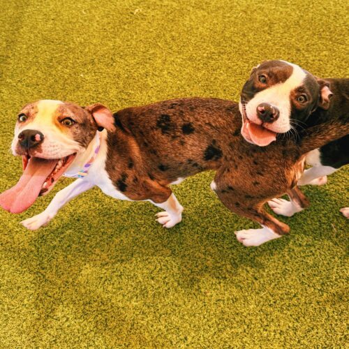 Zoe, an adoptable Catahoula Leopard Dog, Terrier in Hays, KS, 67601 | Photo Image 3