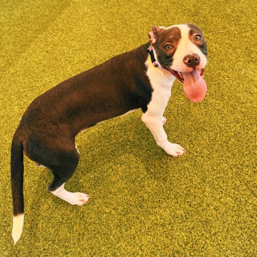 Zoe, an adoptable Catahoula Leopard Dog, Terrier in Hays, KS, 67601 | Photo Image 4