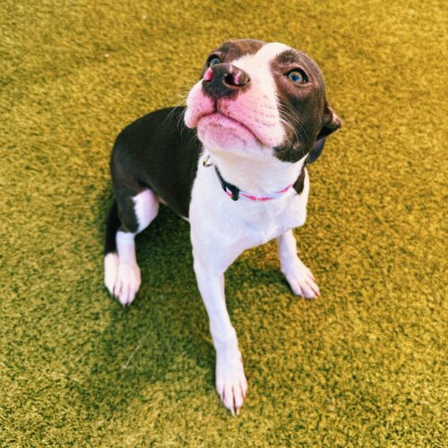 Zoe, an adoptable Catahoula Leopard Dog, Terrier in Hays, KS, 67601 | Photo Image 5