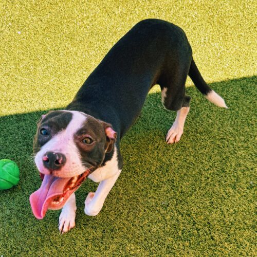 Zoe, an adoptable Catahoula Leopard Dog, Terrier in Hays, KS, 67601 | Photo Image 6